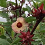 Cha de Hibiscus em Po 100g Natural Ervas Premium