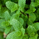 Cha de Hortela em Po 100g Natural Ervas Premium