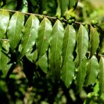 Cha de Guacatonga em Po 100g Natural Ervas Premium
