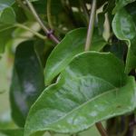 Cha de Guaco em Po 100g Natural Ervas Premium