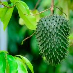 Cha de Graviola em Po 100g Natural Ervas Premium