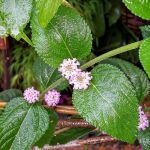 Cha de Erva Cidreira em Po 100g Natural Ervas