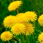 Cha de Dente de Leao em Po 100g Natural Ervas