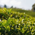 Cha Verde Nacional em Po 100g Natural Ervas Premium