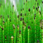 Cha de Cavalinha em Po 100g Natural Ervas Premium