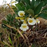 Cha de Catuaba em Po 100g Natural Ervas Premium