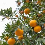 Cha de Casca de Laranja Amarga em Po 100g Natural Ervas