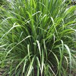 Cha de Capim em Po 100g Natural Ervas Premium
