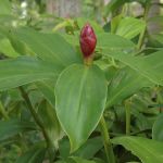 Cha de Cana do Brejo em Po 100g Natural Ervas