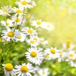 Chá de Camomila Flor Pura em Pó 100g Ritual Suave Grupo