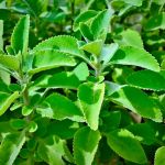 Cha de Boldo do Chile em Po 100g Natural Ervas