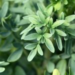 Cha de Arruda em Po 100g Natural Ervas Premium