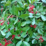 Cha de Aroeira em Po 100g Natural Ervas Premium