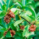 Cha de Anis Estrelado em Po 100g Natural Ervas