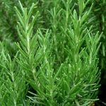 Cha de Alecrim em Po 100g Natural Ervas Premium