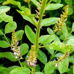 Cha de Alcacuz em Po 100g Natural Ervas Premium