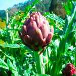 Cha de Alcachofra em Po 100g Natural Ervas Premium
