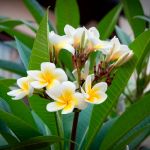 Cha de Agoniada em Po 100g Natural Ervas Premium