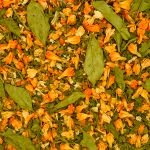 Cha TPM Blend