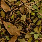 Cha Sinusite Blend