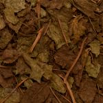 Cha Gripe Blend