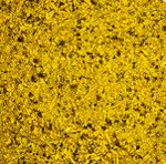 Lemon Pepper