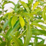 Chá de Bugre Cordia Salicifolia 100% Erva Pura Equilíbrio