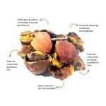 Cha de Roma Sache Natural Ervas Infusao Premium Selecionadas
