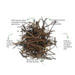 Cha de Carrapicho Sache Natural Ervas Infusao Premium