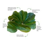 Cha de Goiabeira Sache Natural Ervas Infusao Premium