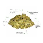 Cha de Eucalipto Sache Natural Ervas Infusao Premium