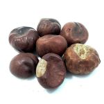 Cha de Castanha da India Aesculus Hippocastanum L. Rocha