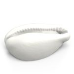 Búzio Gigante em Gesso 20cm Peça Decorativa para Sala, Parede E Espaços Espirituais