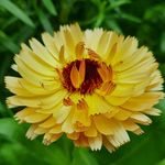 Essência Concentrada Calêndula Flower - 10Gr