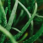 Essência Concentrada Aloe Vera - 10Gr