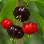 Essência Concentrada Pitanga Preta (Natura - Ekos) - 10Gr