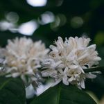 Essência Concentrada Flor de Café - 10Gr
