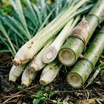 Essência Concentrada Bambu e Capim LImão - Oleosa (Base Dietilfitalato) Para Velas - 10Gr