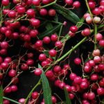 Essência Concentrada Pimenta Rosa - 10Gr