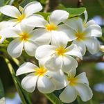 Essência Concentrada Neroli e Frangipani 100 g
