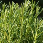 Essência Concentrada Alecrim OAK - 100Gr