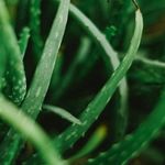 Extrato Fitoglicerinado de Aloe Vera 100g