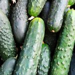 Extrato Fitoglicerinado de Pepino 100g