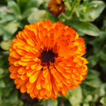 Extrato Glicolico de Calendula 100 g Ativo Natural 