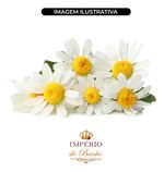 Extrato Glicolico de Camomila 100g Ativo Natural Calmante