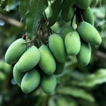 Essência Concentrada Mangue Vert 100 g