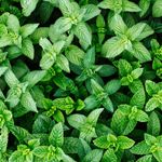 Essência Concentrada Menta - 100Gr