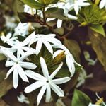 Essência Concentrada Jasmim Branco - Oleosa (Base Dietilfitalato) Para Velas - 10Gr