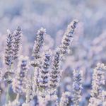 Essência Oleosa Para Vela Lavanda Francesa 10 g