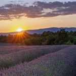 Essência Concentrada Lavanda Provence Loc 100 g